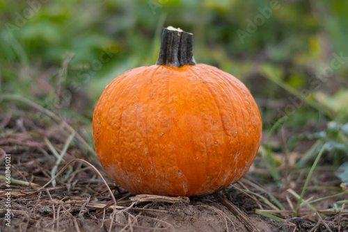 A fresh pumpkin on a grass