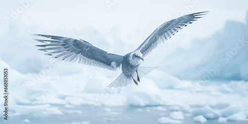 Seagull flying on the ice floe, Antarctic Peninsula
