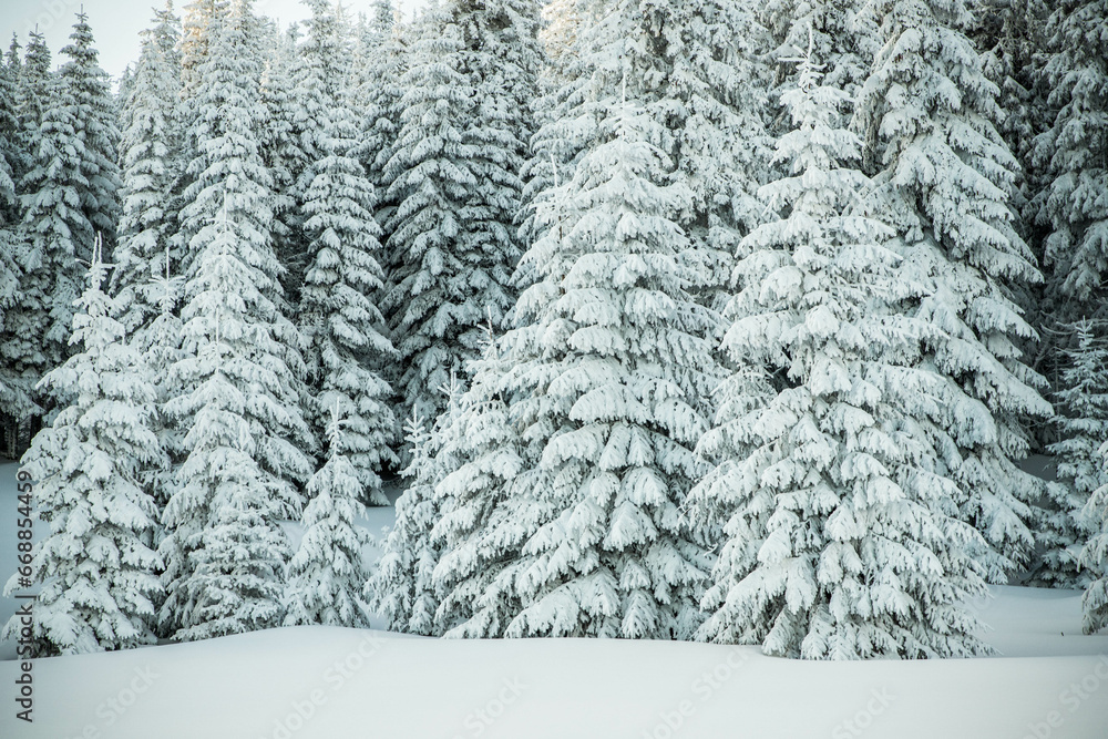 amazing winter landscape with snowy fir trees in the mountains amazing winter landscape with snowy fir trees in the mountains