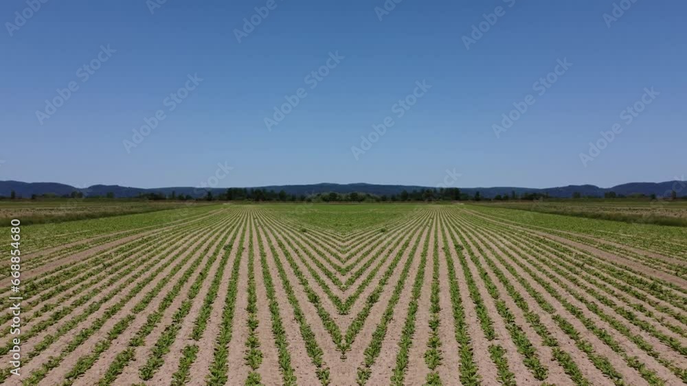 Cornfield with blue sky in Bavaria and field flowers Cornfield with blue sky in Bavaria and field flowers