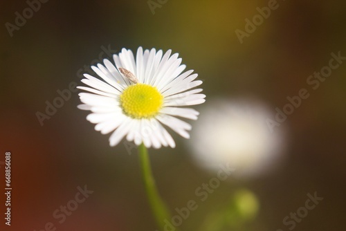daisy in autumn 