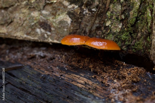 mushroom on a log 