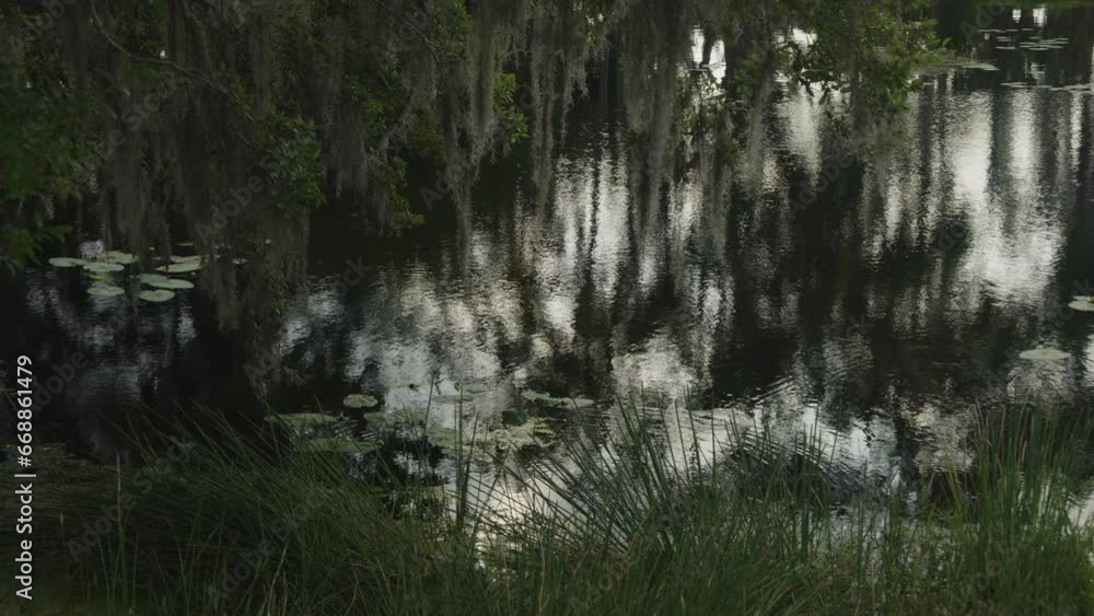 Reflection of trees in shimmering water / Sarasota, Florida, United States Reflection of trees in shimmering water / Sarasota, Florida, United States