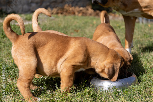 Portrait of two cute, fluffy, plump Broholmer puppies, one month old, male danish molossian or mastiff breed, eating together from their bowl. photo