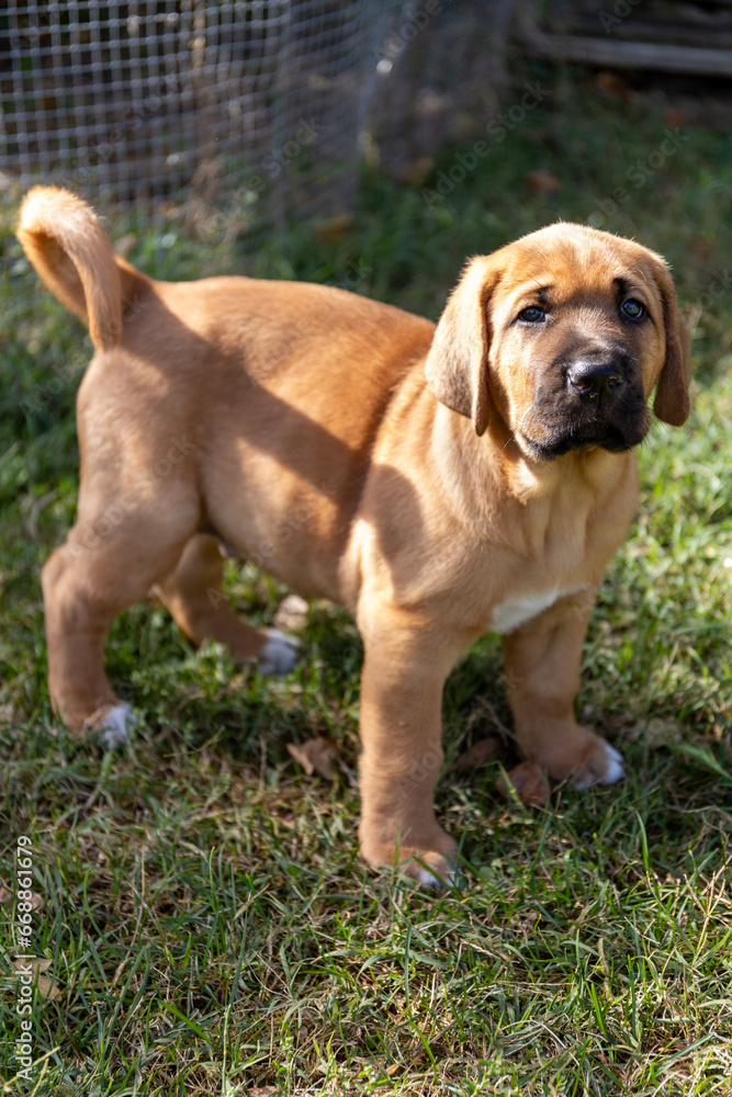 Portrait of a cute, fluffy, plump Broholmer puppy, one month old, male danish molossian or mastiff breed, standing up and looking at camera.