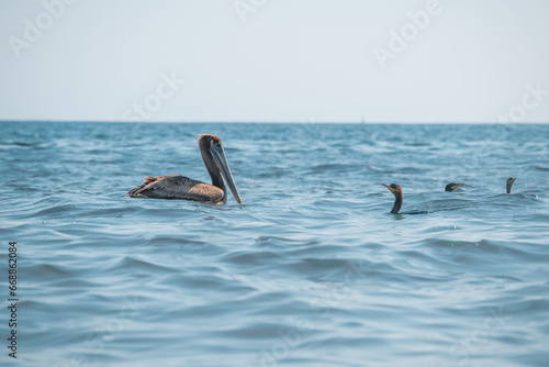 pelicans in the sea