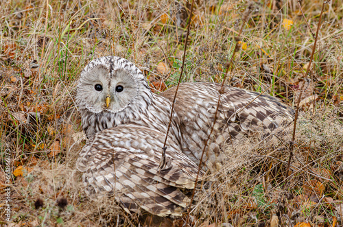 A beautiful owl with open wings sits on the ground and looks into the frame