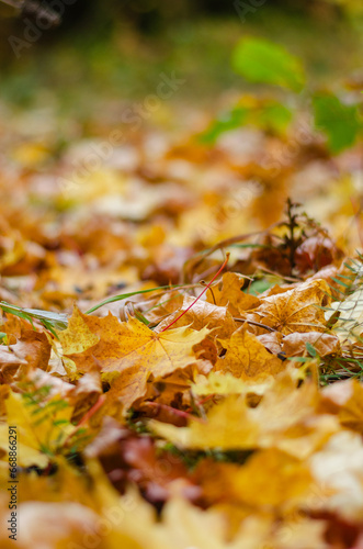 Autumn background with yellow leaves close-up