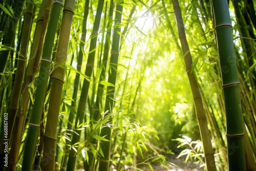 lush bamboo grove in the sunlight