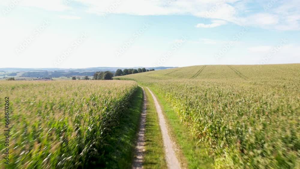 corn fields in summer day corn fields in summer day