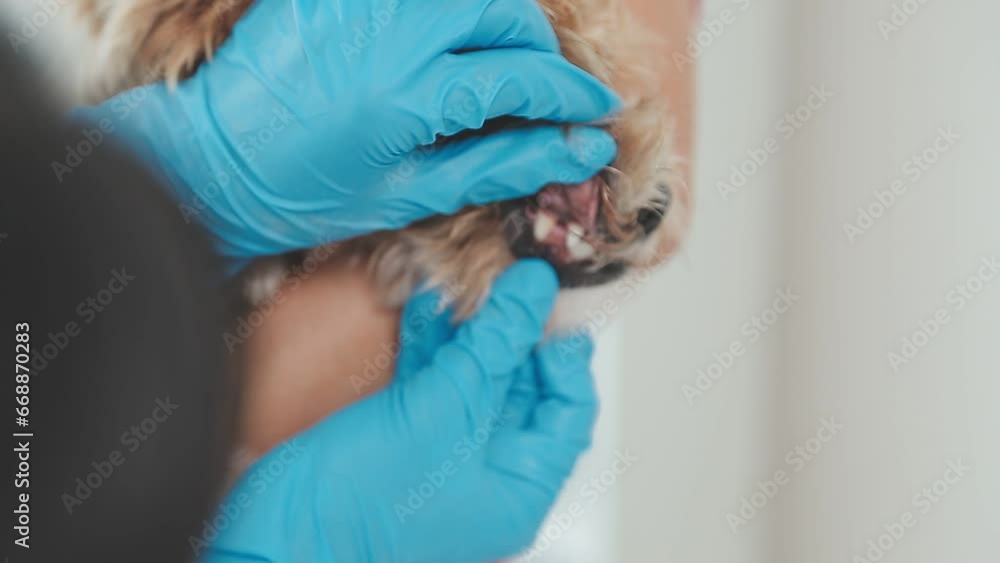 Veterinarian doctor and a labrador puppy at vet ambulance Veterinarian doctor and a labrador puppy at vet ambulance