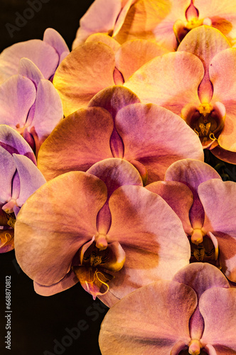 Orchids are plants loved for their beauty and delicacy, with different species and different colors.
 photo