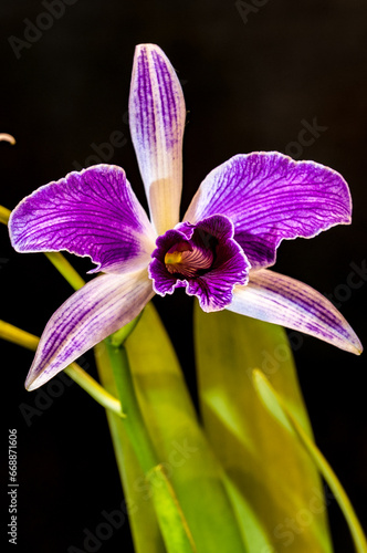 Orchids are plants loved for their beauty and delicacy, with different species and different colors.
 photo