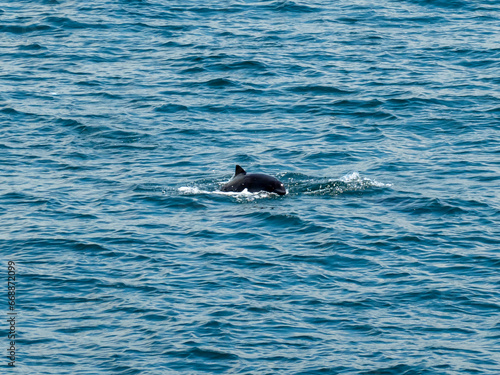 Dolphin  sea water  in the turkey © omar