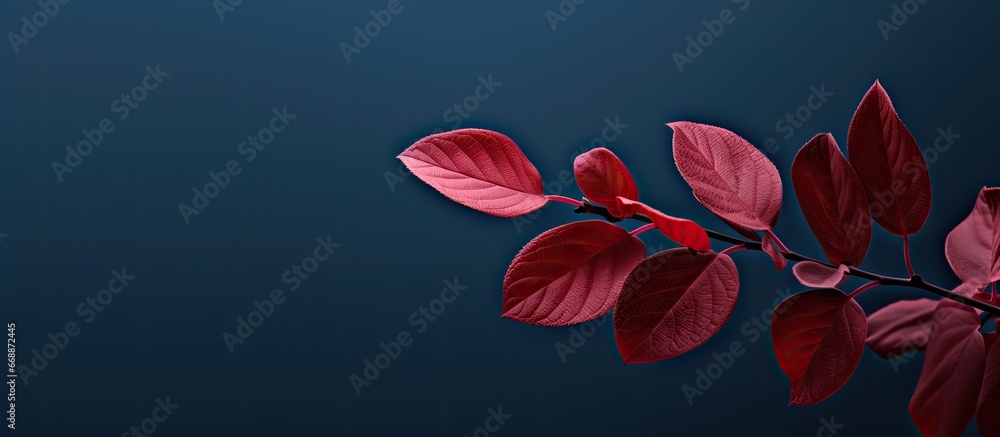Plant with red leaves Plant with red leaves