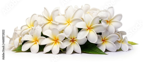 White plumeria flowers blossom in a bouquet