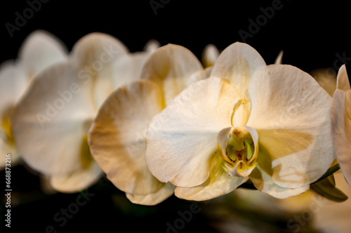 Orchids are plants loved for their beauty and delicacy, with different species and different colors. 
