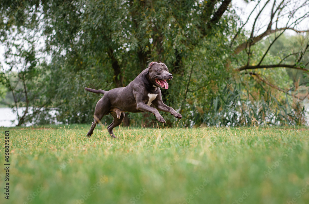 Cute big gray pitbull dog is running on green grass in the summer or fall forest. American pit bull terrier autumn in the park Cute big gray pitbull dog is running on green grass in the summer or fall forest. American pit bull terrier autumn in the park