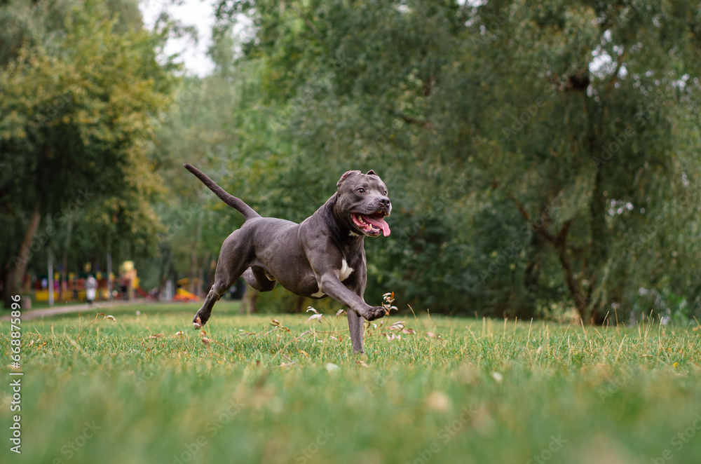 Cute big gray pitbull dog is running on green grass in the summer or fall forest. American pit bull terrier autumn in the park