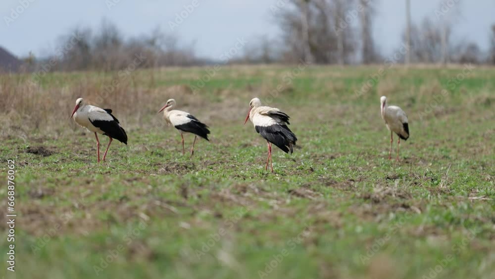 Chernihiv. War in Ukraine. White Ciconia storks walking in a field.