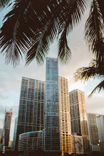 Palm Tree Frame © Lobapixel