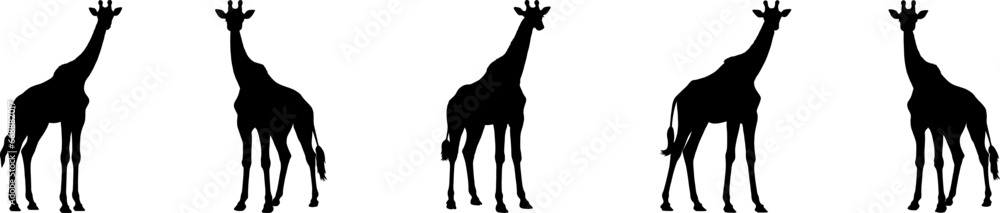 Fototapeta premium Set of vector silhouettes of giraffes