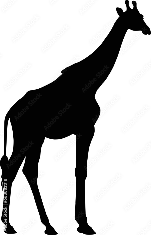 Fototapeta premium Giraffe isolated on white background, silhouette, vector illustration
