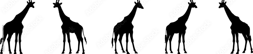 Set of vector silhouettes of giraffes