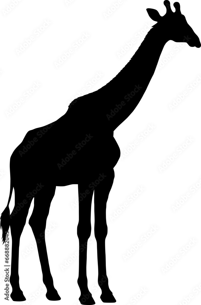 Giraffe isolated on white background, silhouette, vector illustration