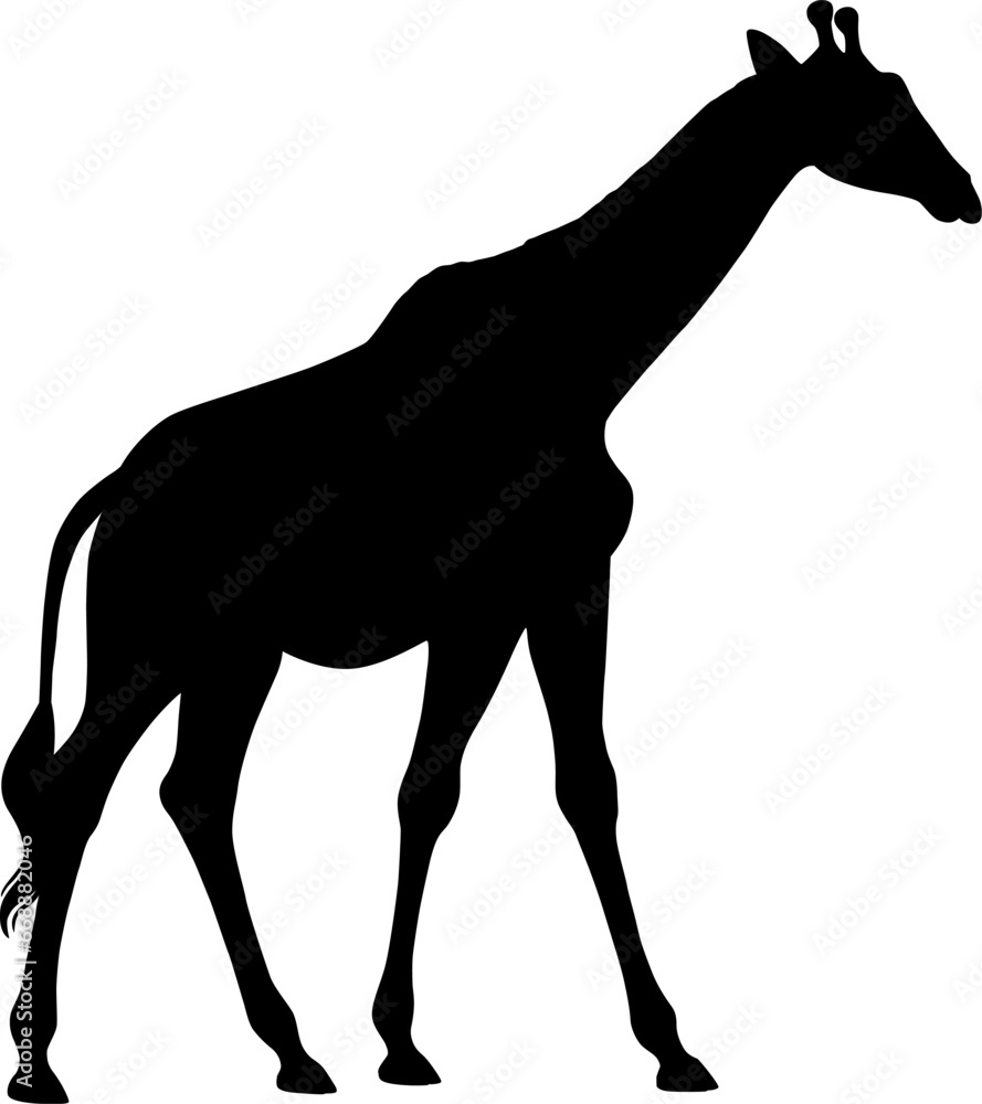 Obraz premium Giraffe isolated on white background, silhouette, vector illustration