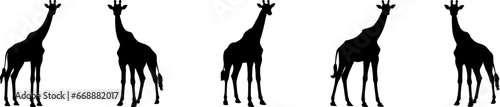 Set of vector silhouettes of giraffes