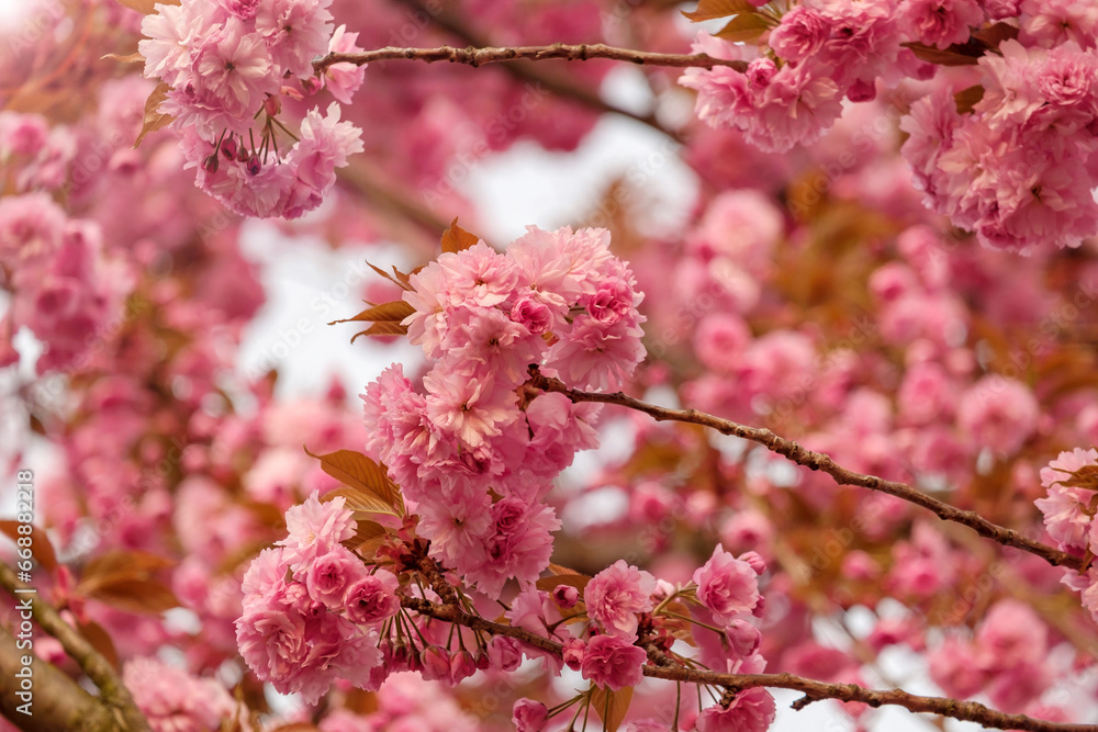 Pink flowers of blooming sakura closeup.
