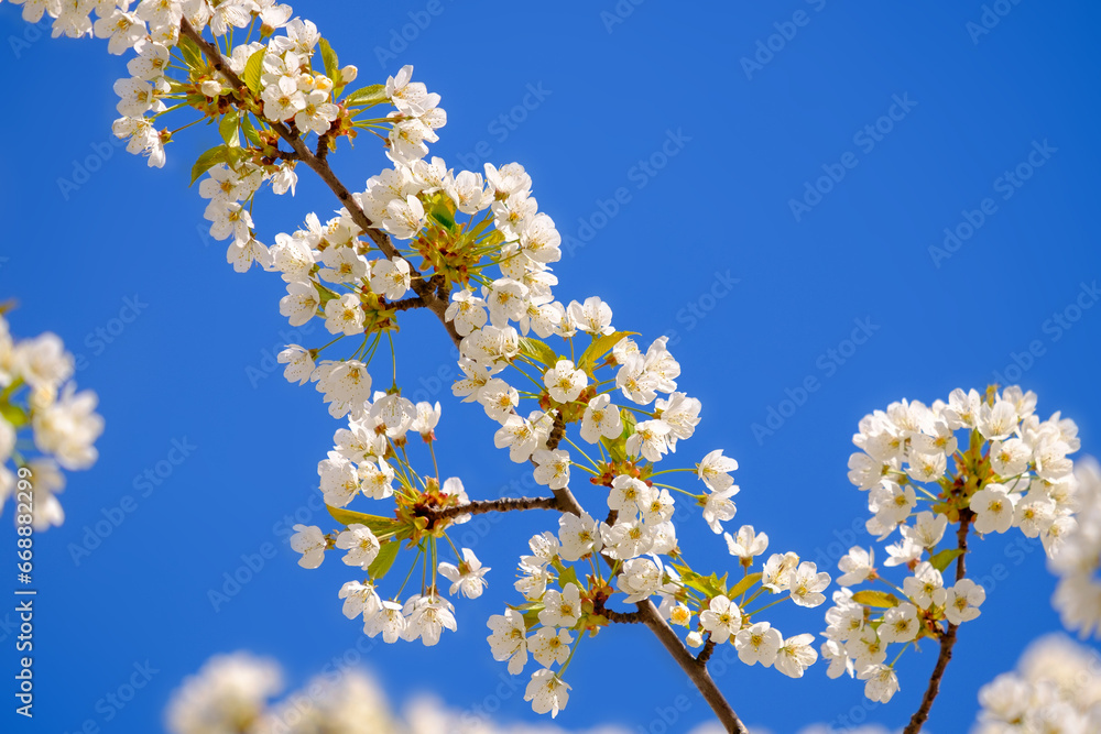 Branches of blossoming cherry white flowers on blue sky background, close-up.