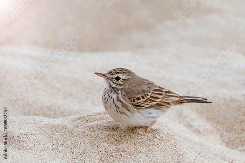 Berthelot's Pipit (Anthus berthelotii) on the Canary island Fuerteventura, Spain. photo