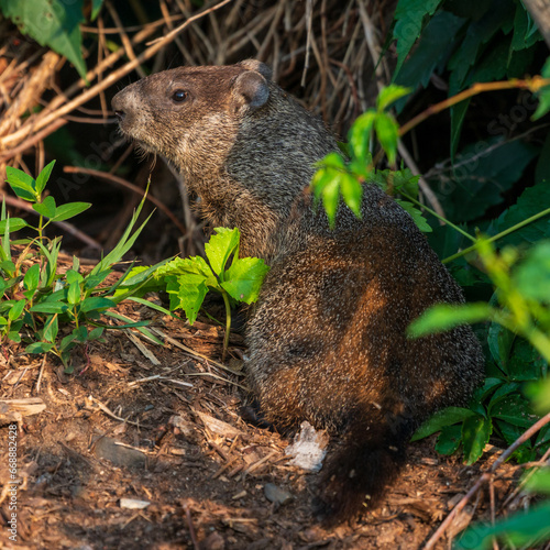 Woodchuck Hiding in Foliage photo