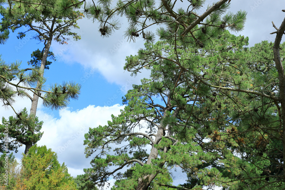 Obraz premium Evergreen pine trees under a blue cloudy sky
