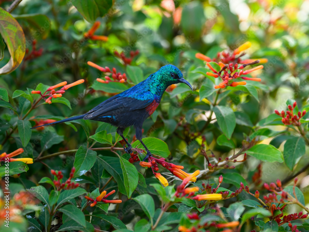 Obraz premium Red-chested Sunbird collecting nectar from the flowers