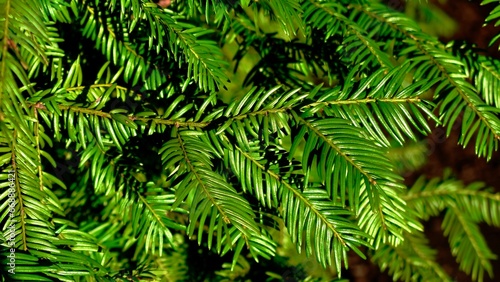 Close-up of common yew leaves