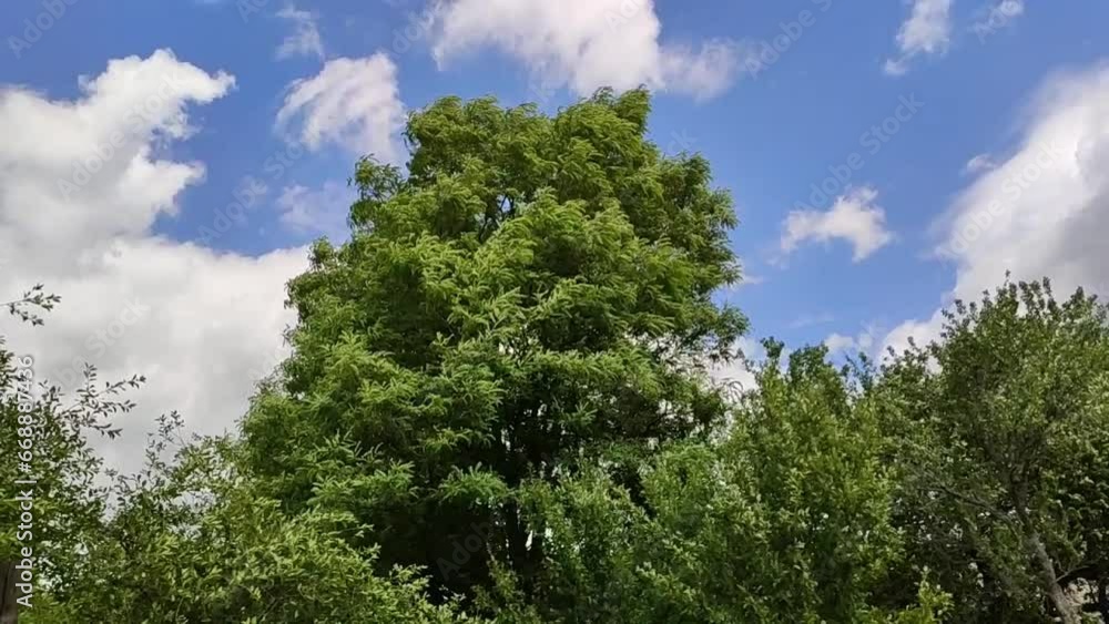 Green trees in the countryside. Wild nature in the summer season. Green trees in the countryside. Wild nature in the summer season.