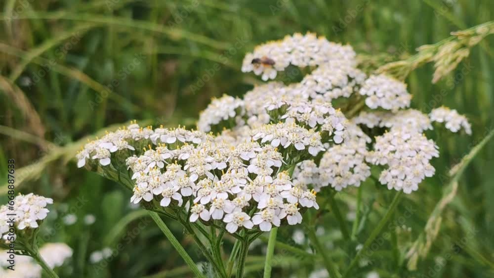 White flowers of the Yarrow plant in flowering season. White flowers of the Yarrow plant in flowering season.