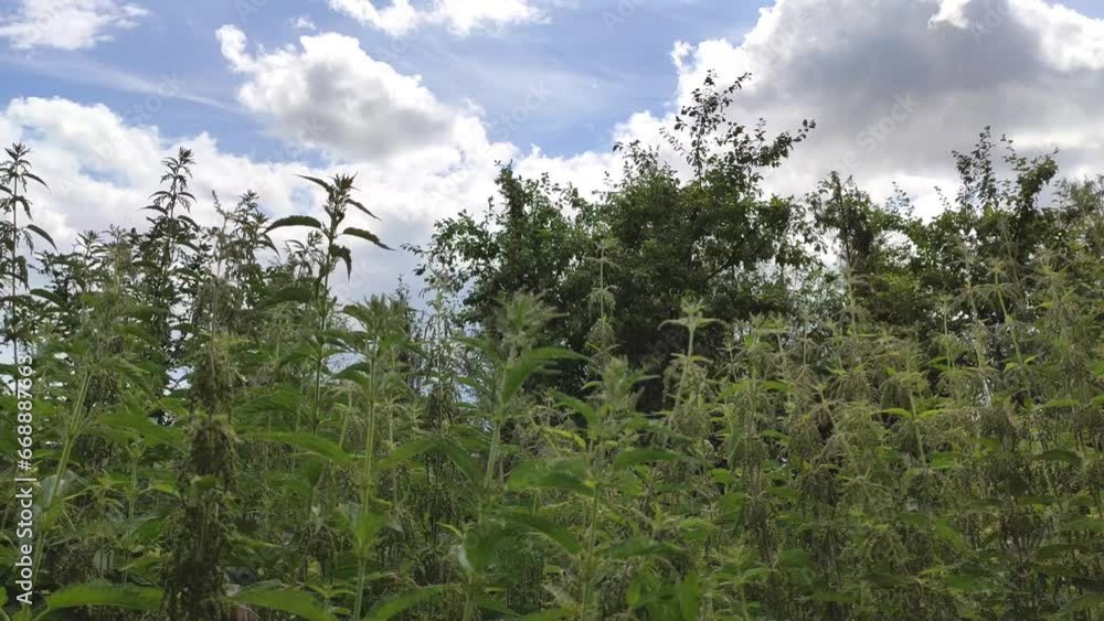 Wild nettle plants on the rural field. Flora in the summer season in the countryside. Medical herbs. Wild nettle plants on the rural field. Flora in the summer season in the countryside. Medical herbs.