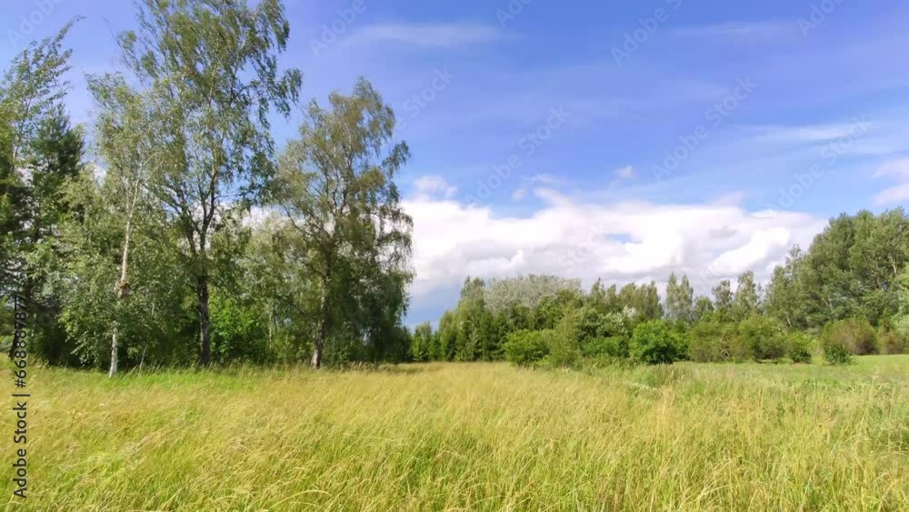 Wildflowers and plants on the rural field. Flora in the summer season in the countryside. Herbs illuminated by sunlight. Wildflowers and plants on the rural field. Flora in the summer season in the countryside. Herbs illuminated by sunlight.