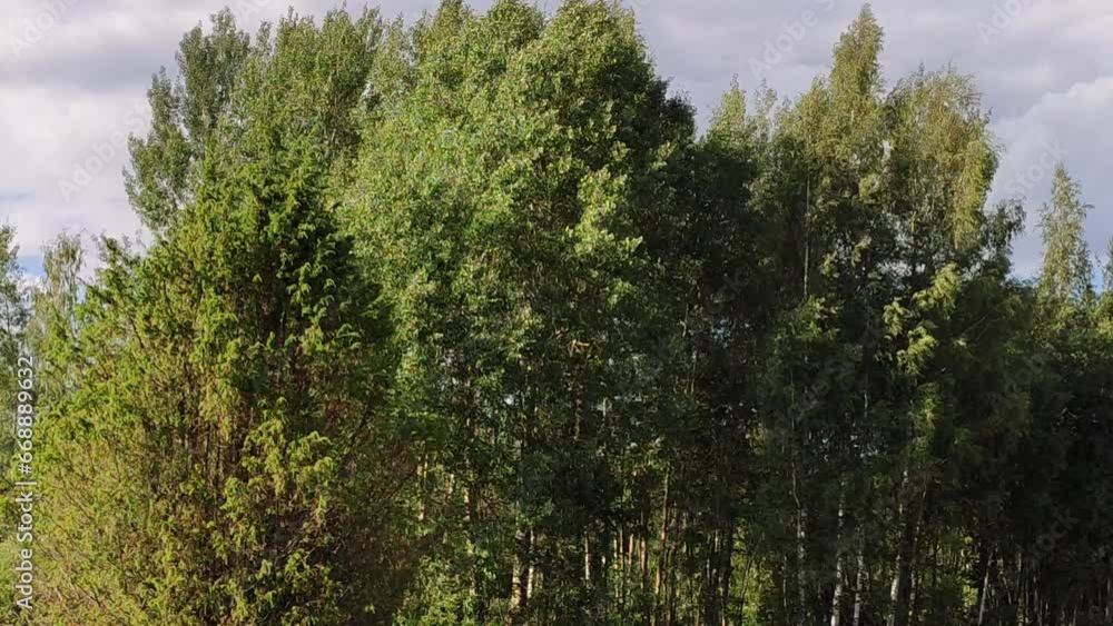 A tree falls during a logging operation. A tree falls during a logging operation.