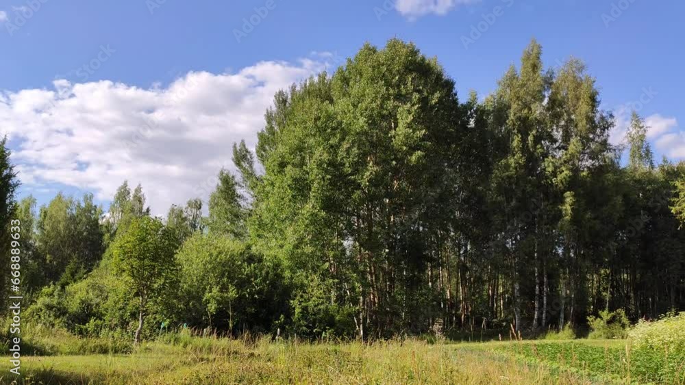A tree falls during a logging operation. A tree falls during a logging operation.