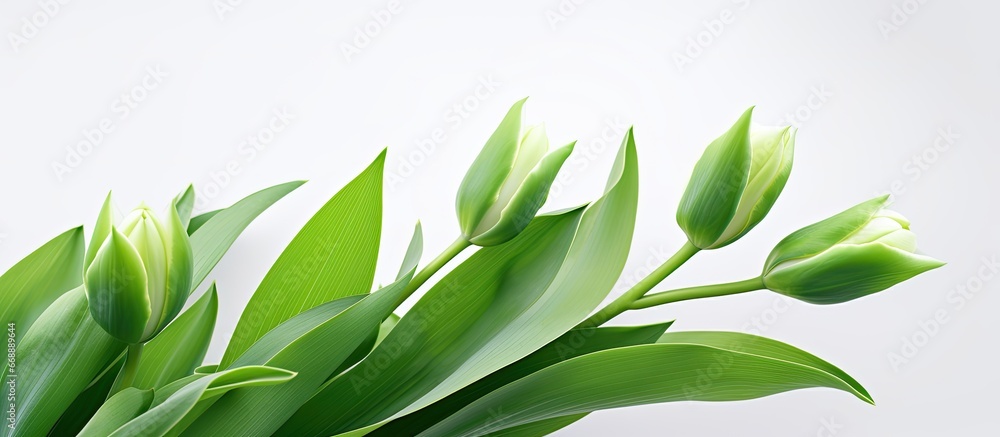 Fototapeta premium Foliage of a green tulip