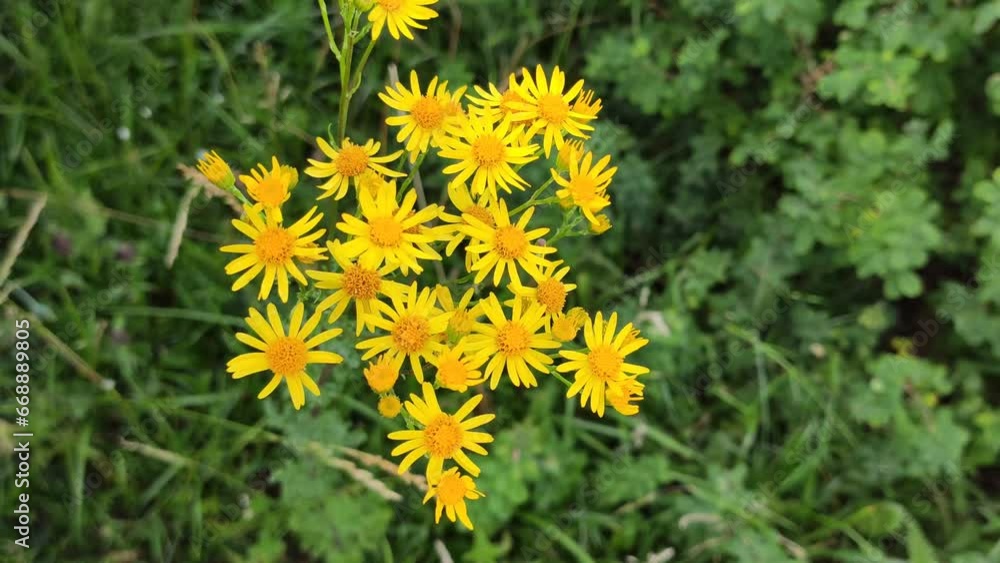 Tephroseris papposa yellow flowers. 