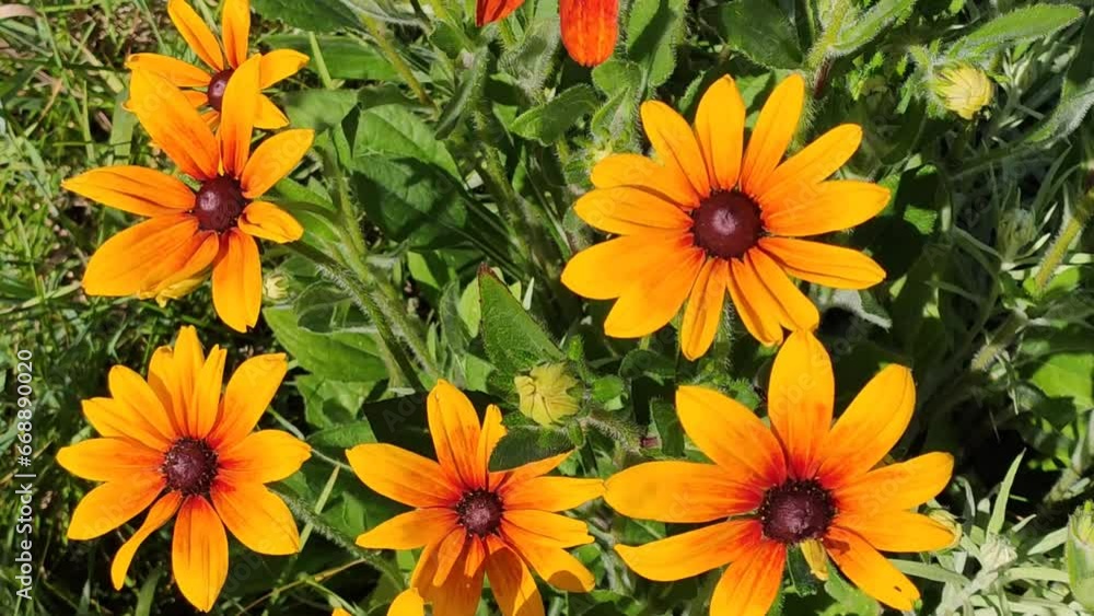 Rudbeckia hirta yellow garden flowers. Black-eyed Susan plants in flowering season. 