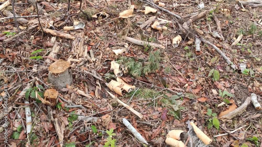 Wood chips and particles of chopped trees and branches on the ground. Wood chips and particles of chopped trees and branches on the ground.
