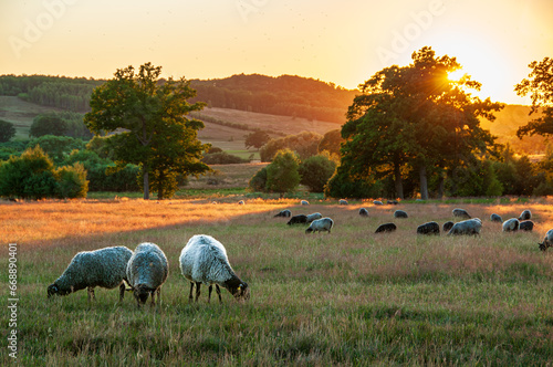 Sheep on a the Hovdala Meadow, outside of Hässleholm, Sweden, in warm sunset.