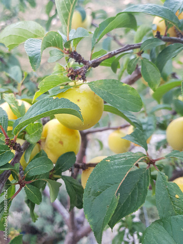 Photos Delicious Plums Growing on a Tree